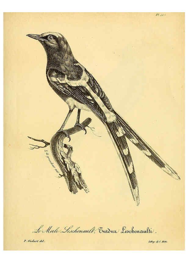 Reproducción/Reproduction 6001951825: La galerie des oiseaux Paris :Carpentier-Méricourt,1834