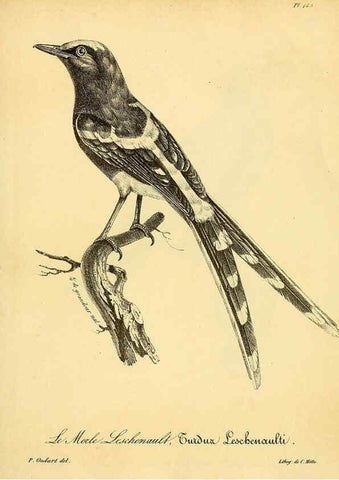 Reproducción/Reproduction 6001951825: La galerie des oiseaux Paris :Carpentier-Méricourt,1834