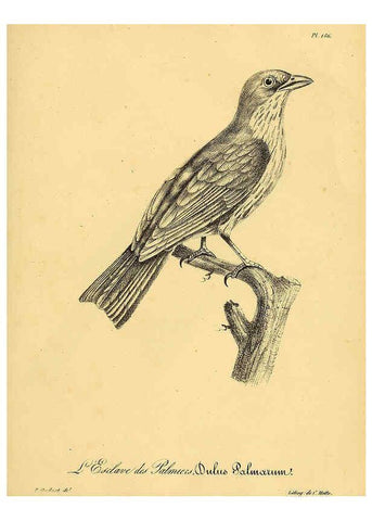 Reproducción/Reproduction 6002499882: La galerie des oiseaux Paris :Carpentier-Méricourt,1834