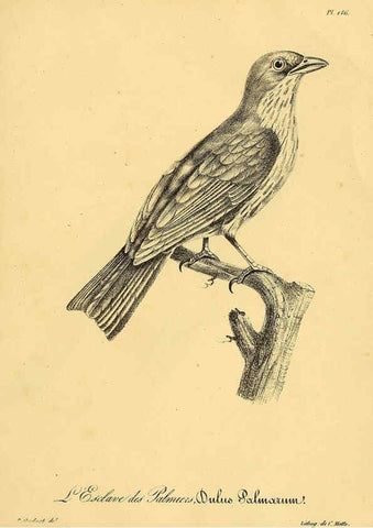 Reproducción/Reproduction 6002499882: La galerie des oiseaux Paris :Carpentier-Méricourt,1834