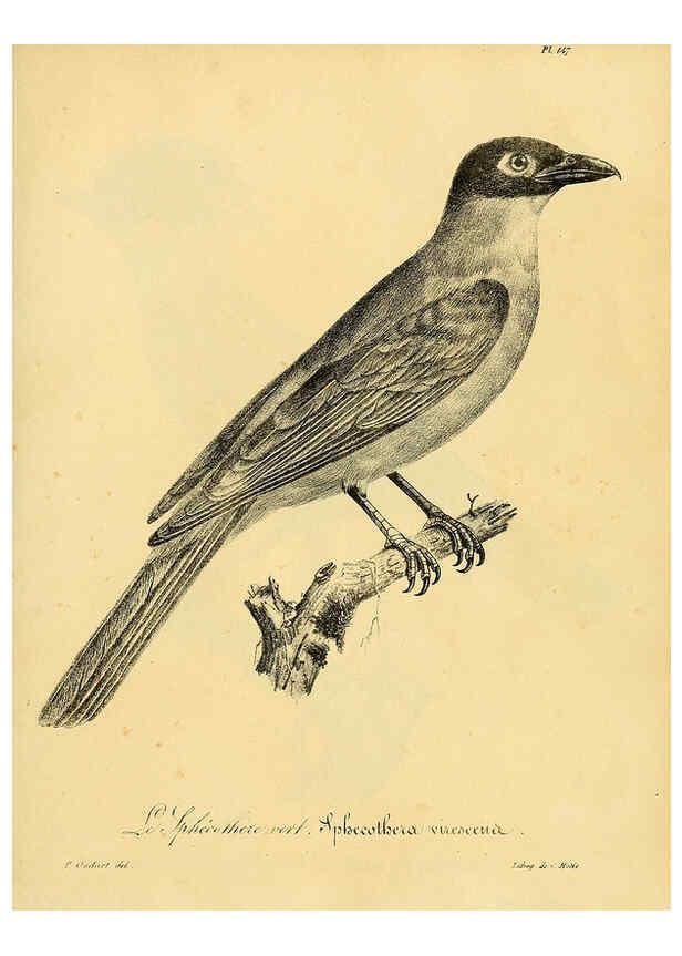 Reproducción/Reproduction 6002500200: La galerie des oiseaux Paris :Carpentier-Méricourt,1834