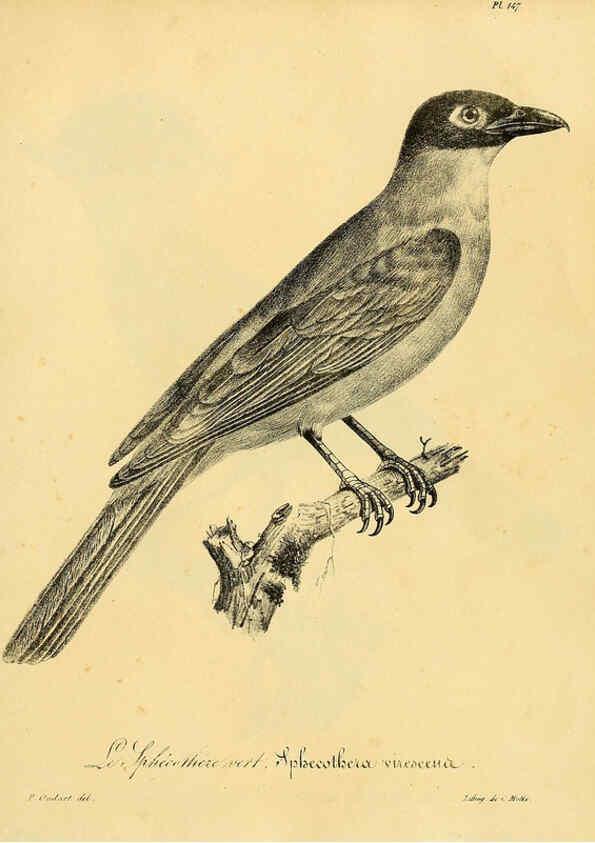 Reproducción/Reproduction 6002500200: La galerie des oiseaux Paris :Carpentier-Méricourt,1834