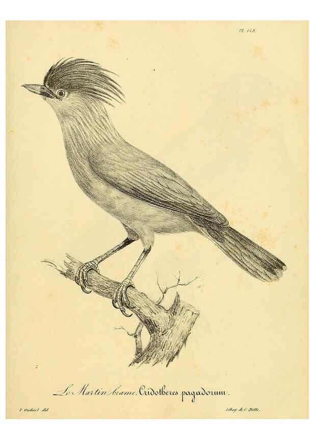 Reproducción/Reproduction 6001952873: La galerie des oiseaux Paris :Carpentier-Méricourt,1834