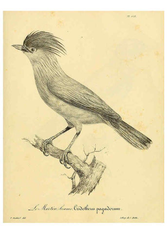 Reproducción/Reproduction 6001952873: La galerie des oiseaux Paris :Carpentier-Méricourt,1834