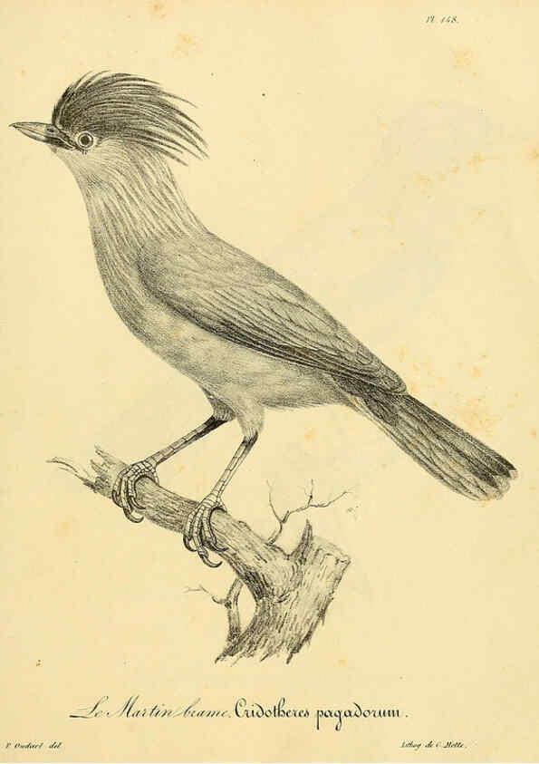 Reproducción/Reproduction 6001952873: La galerie des oiseaux Paris :Carpentier-Méricourt,1834