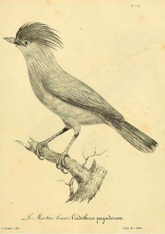 Reproducción/Reproduction 6001952873: La galerie des oiseaux Paris :Carpentier-Méricourt,1834
