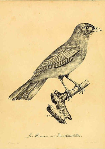 Reproducción/Reproduction 6001953093: La galerie des oiseaux Paris :Carpentier-Méricourt,1834