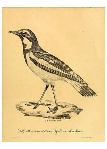 Reproducción/Reproduction 6001953415: La galerie des oiseaux Paris :Carpentier-Méricourt,1834