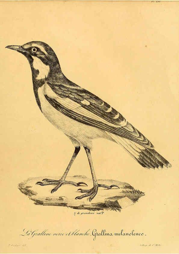 Reproducción/Reproduction 6001953415: La galerie des oiseaux Paris :Carpentier-Méricourt,1834