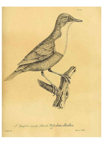 Reproducción/Reproduction 6002501446: La galerie des oiseaux Paris :Carpentier-Méricourt,1834