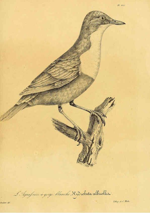 Reproducción/Reproduction 6002501446: La galerie des oiseaux Paris :Carpentier-Méricourt,1834