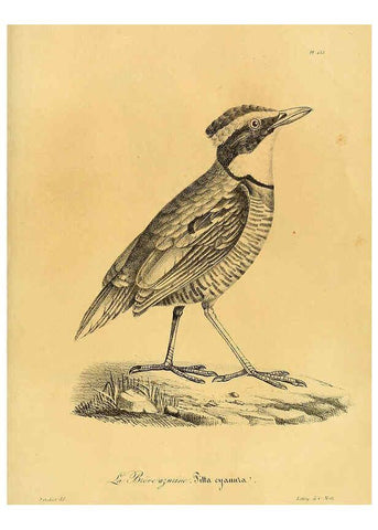 Reproducción/Reproduction 6001954177: La galerie des oiseaux Paris :Carpentier-Méricourt,1834