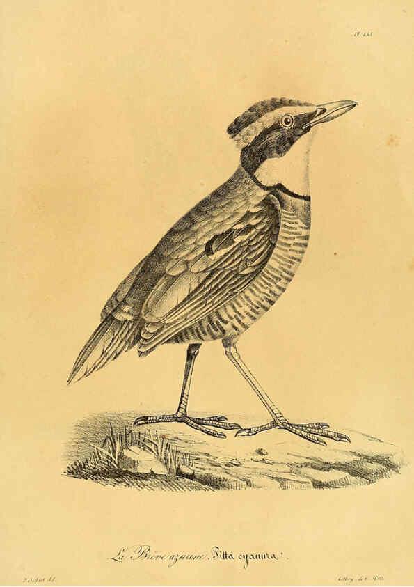 Reproducción/Reproduction 6001954177: La galerie des oiseaux Paris :Carpentier-Méricourt,1834