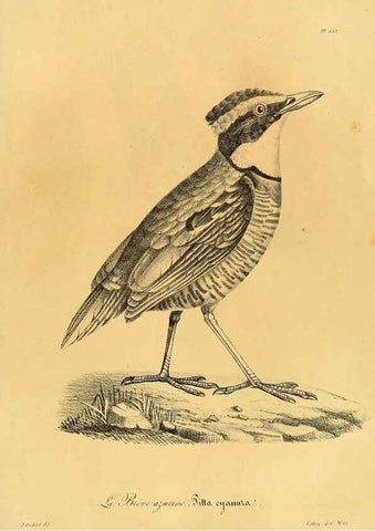 Reproducción/Reproduction 6001954177: La galerie des oiseaux Paris :Carpentier-Méricourt,1834