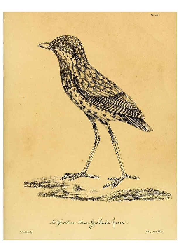 Reproducción/Reproduction 6002502086: La galerie des oiseaux Paris :Carpentier-Méricourt,1834