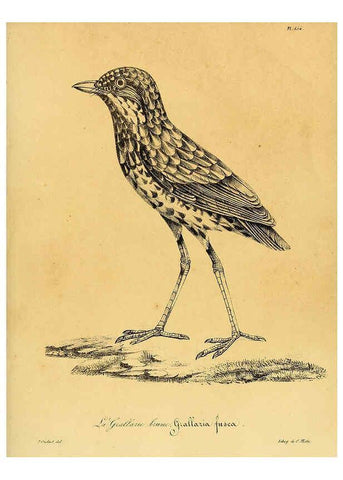 Reproducción/Reproduction 6002502086: La galerie des oiseaux Paris :Carpentier-Méricourt,1834