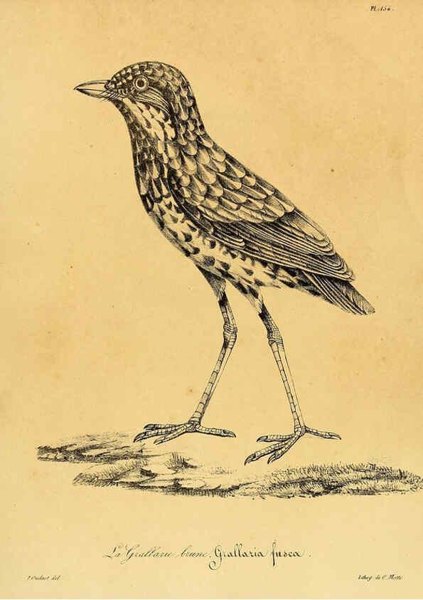 Reproducción/Reproduction 6002502086: La galerie des oiseaux Paris :Carpentier-Méricourt,1834