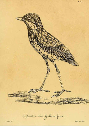 Reproducción/Reproduction 6002502086: La galerie des oiseaux Paris :Carpentier-Méricourt,1834