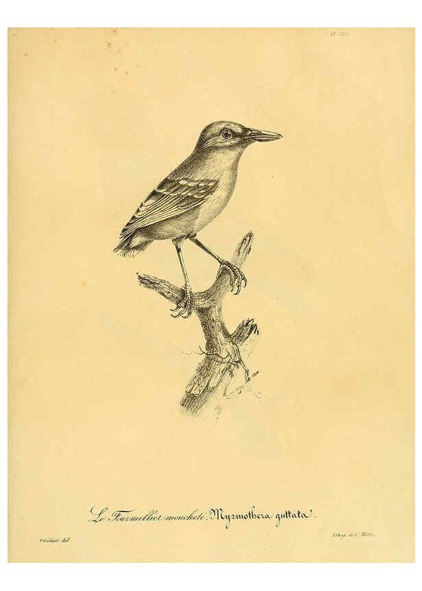 Reproducción/Reproduction 6002502448: La galerie des oiseaux Paris :Carpentier-Méricourt,1834