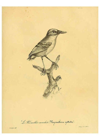 Reproducción/Reproduction 6002502448: La galerie des oiseaux Paris :Carpentier-Méricourt,1834
