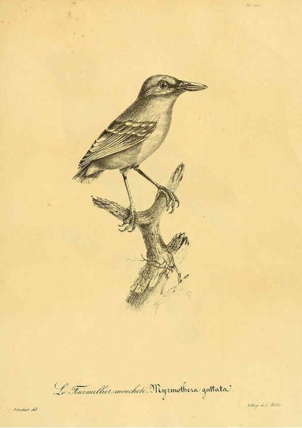 Reproducción/Reproduction 6002502448: La galerie des oiseaux Paris :Carpentier-Méricourt,1834