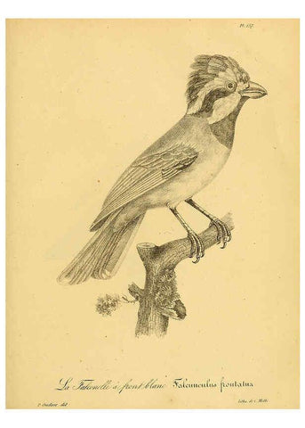 Reproducción/Reproduction 6001949341: La galerie des oiseaux Paris :Carpentier-Méricourt,1834