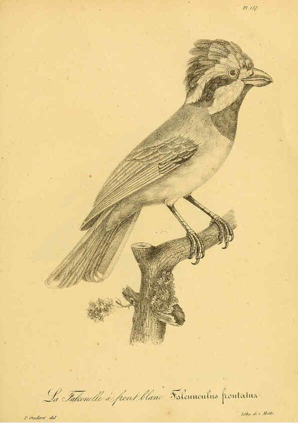 Reproducción/Reproduction 6001949341: La galerie des oiseaux Paris :Carpentier-Méricourt,1834