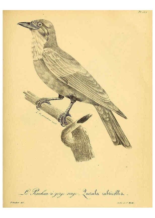 Reproducción/Reproduction 6002486010: La galerie des oiseaux Paris :Carpentier-Méricourt,1834