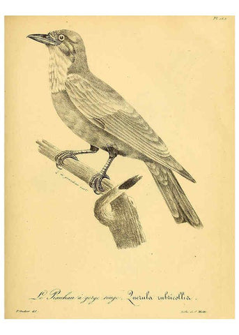 Reproducción/Reproduction 6002486010: La galerie des oiseaux Paris :Carpentier-Méricourt,1834