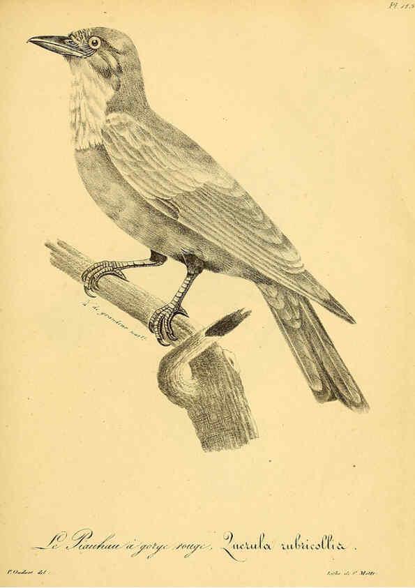 Reproducción/Reproduction 6002486010: La galerie des oiseaux Paris :Carpentier-Méricourt,1834