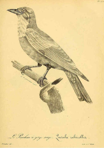 Reproducción/Reproduction 6002486010: La galerie des oiseaux Paris :Carpentier-Méricourt,1834