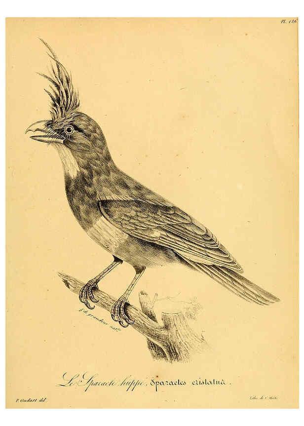 Reproducción/Reproduction 6001949071: La galerie des oiseaux Paris :Carpentier-Méricourt,1834