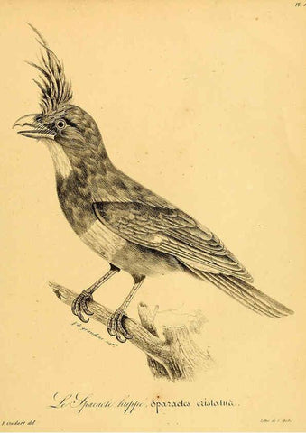 Reproducción/Reproduction 6001949071: La galerie des oiseaux Paris :Carpentier-Méricourt,1834
