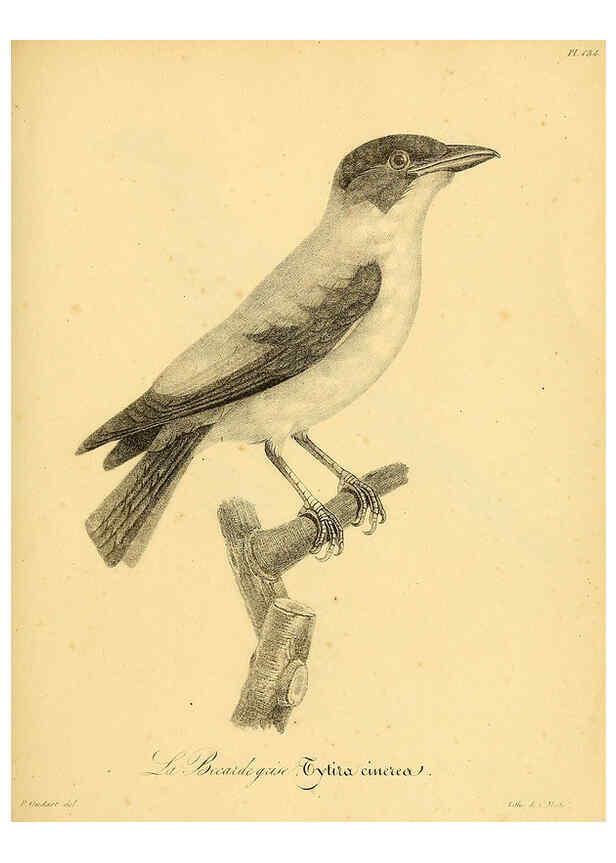 Reproducción/Reproduction 6002496216: La galerie des oiseaux Paris :Carpentier-Méricourt,1834