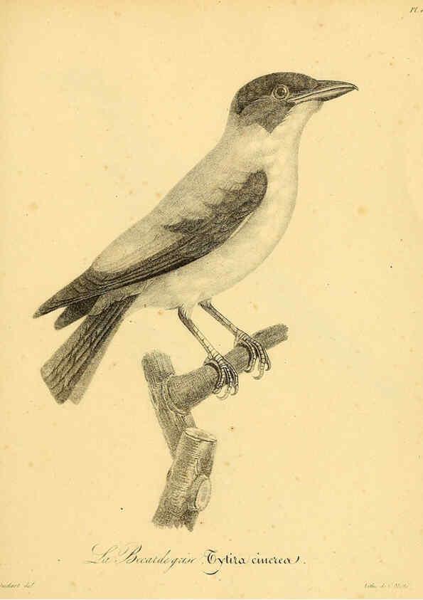 Reproducción/Reproduction 6002496216: La galerie des oiseaux Paris :Carpentier-Méricourt,1834
