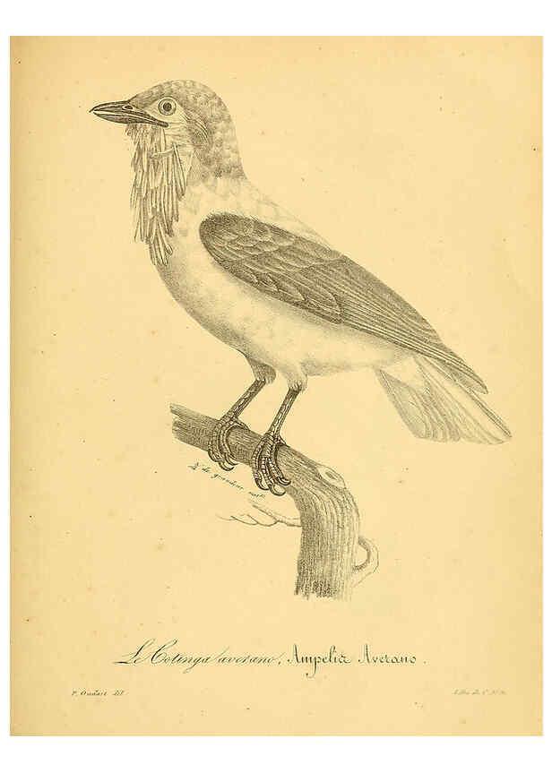 Reproducción/Reproduction 6001940817: La galerie des oiseaux Paris :Carpentier-Méricourt,1834