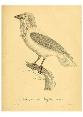 Reproducción/Reproduction 6001940817: La galerie des oiseaux Paris :Carpentier-Méricourt,1834