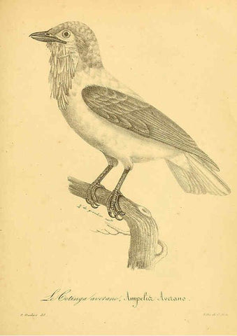 Reproducción/Reproduction 6001940817: La galerie des oiseaux Paris :Carpentier-Méricourt,1834