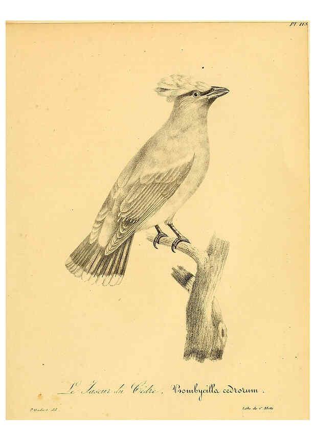 Reproducción/Reproduction 6001941211: La galerie des oiseaux Paris :Carpentier-Méricourt,1834