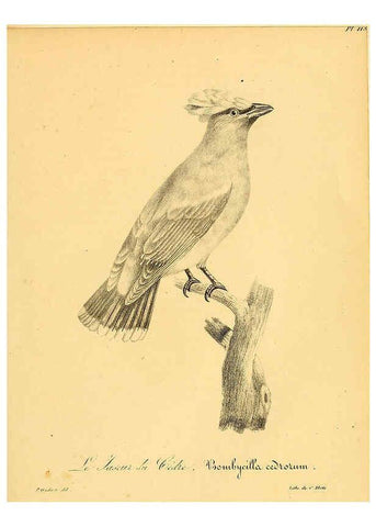 Reproducción/Reproduction 6001941211: La galerie des oiseaux Paris :Carpentier-Méricourt,1834