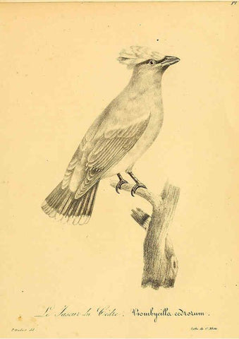 Reproducción/Reproduction 6001941211: La galerie des oiseaux Paris :Carpentier-Méricourt,1834