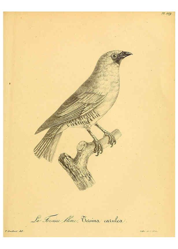 Reproducción/Reproduction 6001941851: La galerie des oiseaux Paris :Carpentier-Méricourt,1834