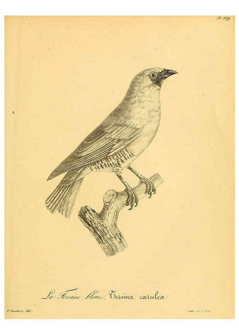 Reproducción/Reproduction 6001941851: La galerie des oiseaux Paris :Carpentier-Méricourt,1834