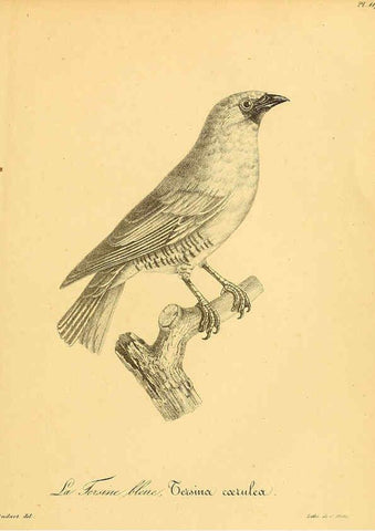 Reproducción/Reproduction 6001941851: La galerie des oiseaux Paris :Carpentier-Méricourt,1834