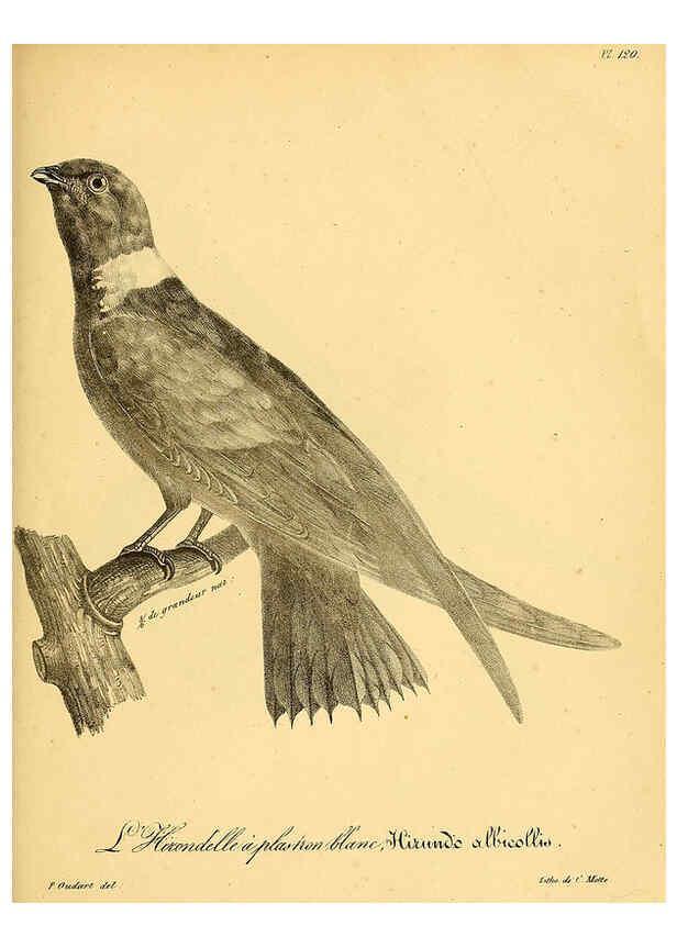 Reproducción/Reproduction 6001943389: La galerie des oiseaux Paris :Carpentier-Méricourt,1834