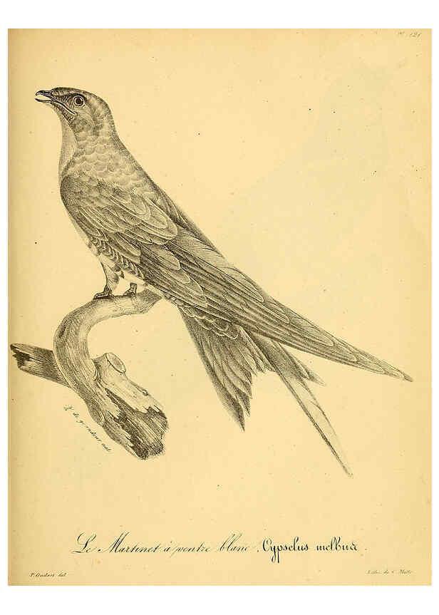Reproducción/Reproduction 6002491588: La galerie des oiseaux Paris :Carpentier-Méricourt,1834