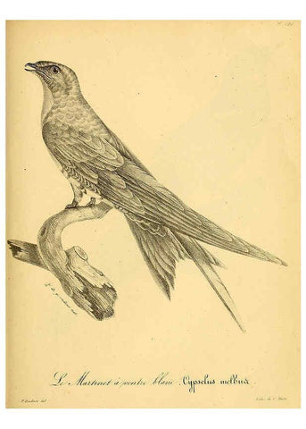 Reproducción/Reproduction 6002491588: La galerie des oiseaux Paris :Carpentier-Méricourt,1834