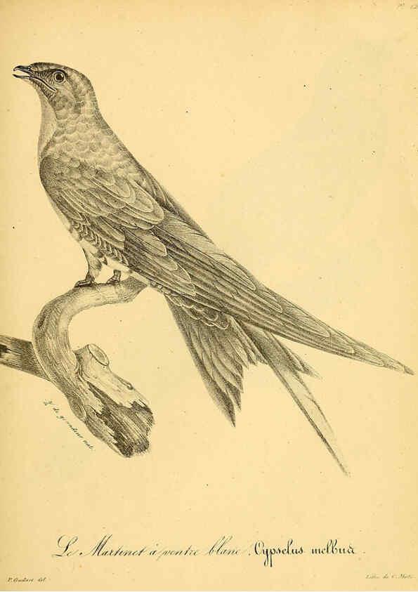 Reproducción/Reproduction 6002491588: La galerie des oiseaux Paris :Carpentier-Méricourt,1834
