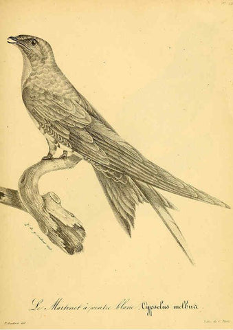 Reproducción/Reproduction 6002491588: La galerie des oiseaux Paris :Carpentier-Méricourt,1834