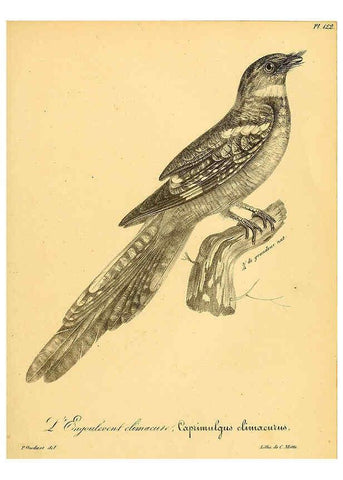 Reproducción/Reproduction 6001944127: La galerie des oiseaux Paris :Carpentier-Méricourt,1834